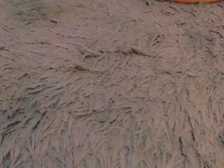 ASSFORFUCK xxx on webcam – Live Sex Chat